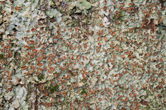 Lobaria adscripta