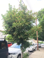 Acer tataricum