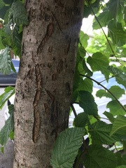 Acer tataricum