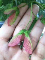 Acer tataricum