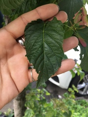 Acer tataricum