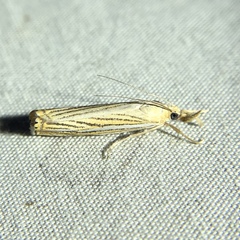 Crambus multilinellus