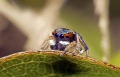 Maratus anomalus
