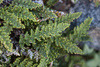 Lace Lip Fern - Photo (c) Ken-ichi Ueda, some rights reserved (CC BY), uploaded by Ken-ichi Ueda