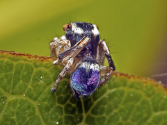 Maratus anomalus