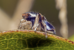 Maratus anomalus