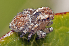 Maratus anomalus