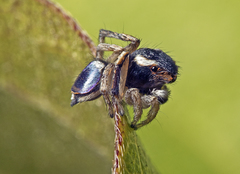 Maratus anomalus