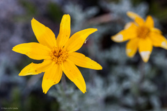 Eriophyllum lanatum integrifolium