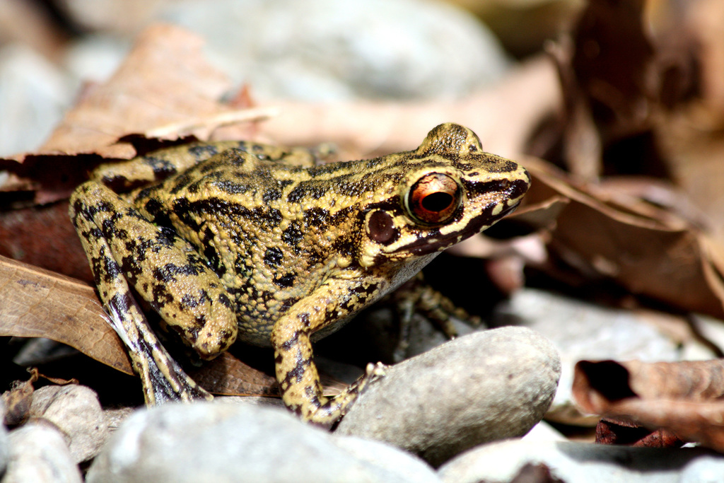 Culion Frog