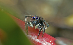 Maratus nigromaculatus