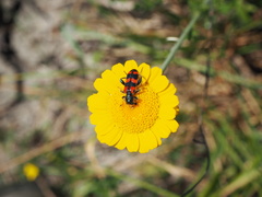 Trichodes leucopsideus