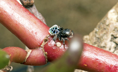 Maratus nigromaculatus