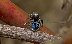 Maratus nigromaculatus