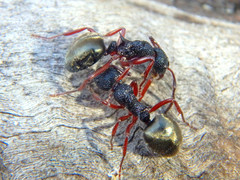 Dolichoderus scabridus