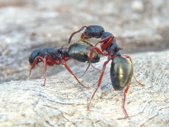 Dolichoderus scabridus