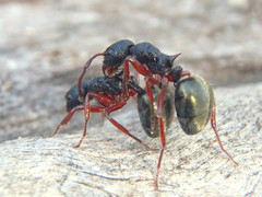 Dolichoderus scabridus