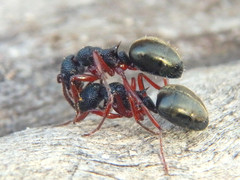 Dolichoderus scabridus