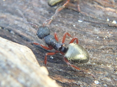 Dolichoderus scabridus