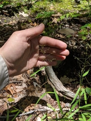 Dichanthelium microcarpon