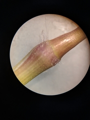 Dichanthelium microcarpon
