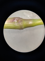 Dichanthelium microcarpon