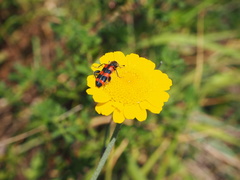 Trichodes leucopsideus