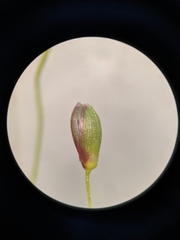Dichanthelium microcarpon