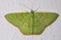 Ornithospila submonstrans