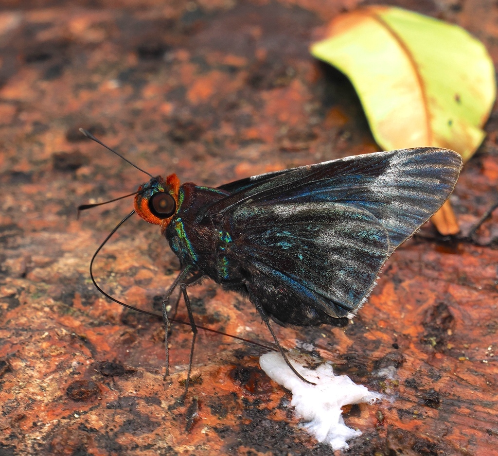 Thracides panimeron