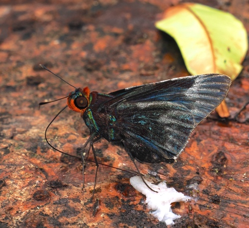 Thracides panimeron