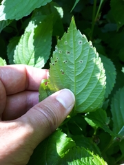 Puccinia komarovii