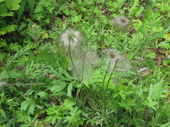 Pulsatilla dahurica