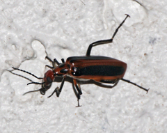 Pyrota tenuicostatis