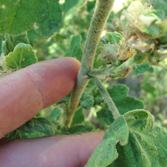 Malacothamnus aboriginum