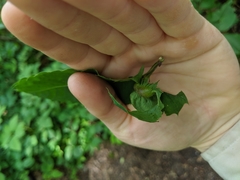 Dryocosmus kuriphilus