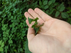 Dryocosmus kuriphilus