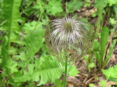 Pulsatilla dahurica