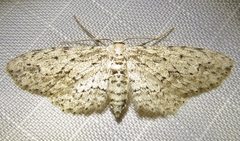Pimaphera sparsaria
