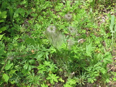 Pulsatilla dahurica