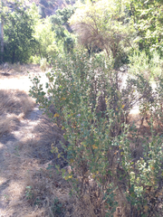 Malacothamnus aboriginum