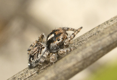 Maratus electricus