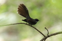 Rhipidura albicollis