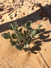 Pelargonium ovale
