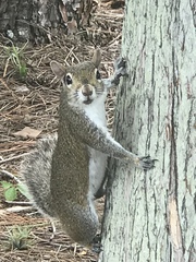 Sciurus carolinensis