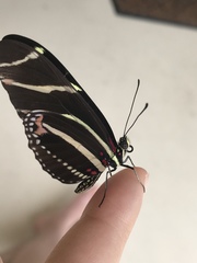 Heliconius charithonia