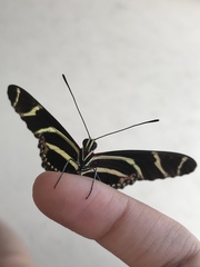 Heliconius charithonia