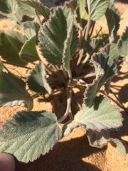 Pelargonium ovale