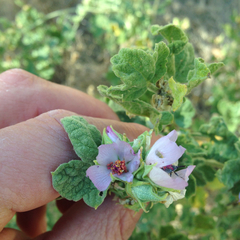 Malacothamnus aboriginum