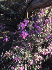 Indigofera pilgeriana